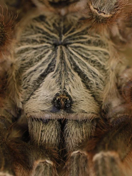 Tarantula Pająka Środowisku Naturalnym — Zdjęcie stockowe