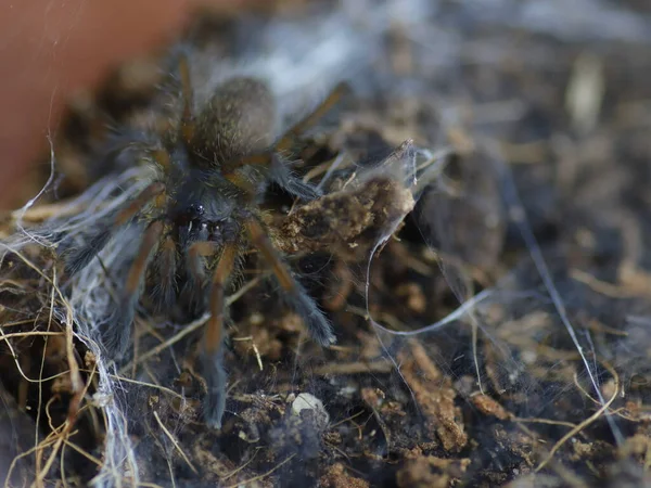 自然環境下でのクモのタランチュラ — ストック写真