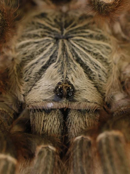 Αράχνη Ταραντούλα Φυσικό Περιβάλλον — Φωτογραφία Αρχείου