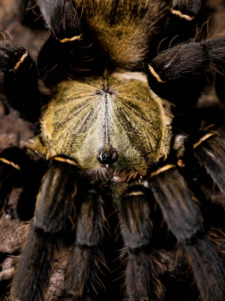 Паукообразные Тарантулы Природной Среде — стоковое фото