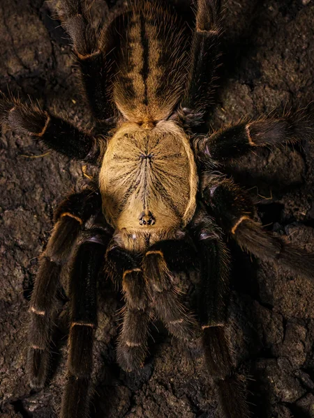 Павук Тарантула Природному Оточенні — стокове фото