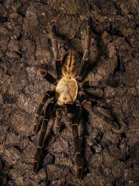 Spindeltarantel Naturlig Miljö — Stockfoto