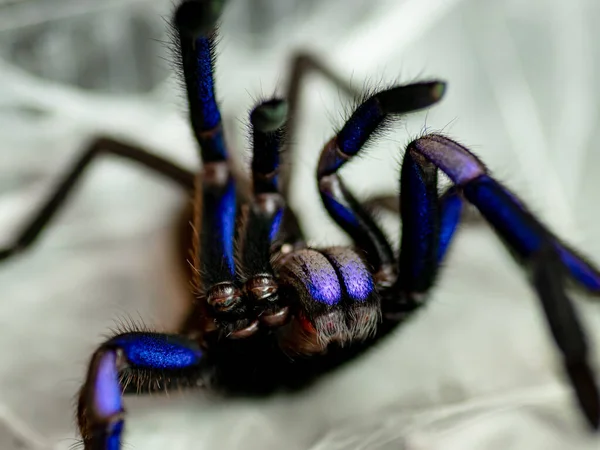 Spindeltarantel Naturlig Miljö — Stockfoto