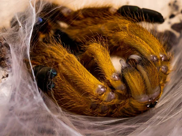 Αράχνη Ταραντούλα Φυσικό Περιβάλλον — Φωτογραφία Αρχείου