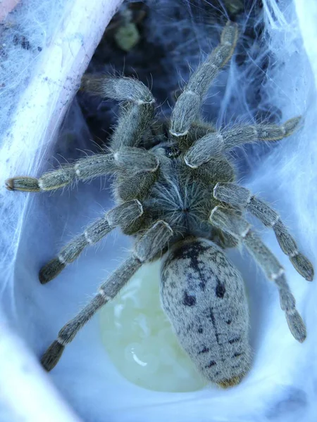 Pók Tarantula Természetes Környezetben — Stock Fotó
