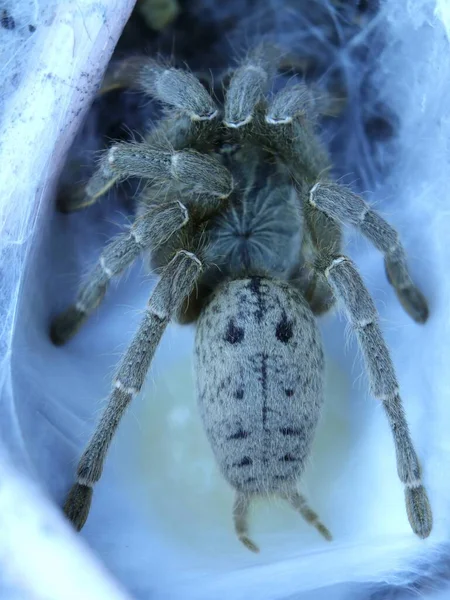 Doğal Ortamda Örümcek Tarantulası — Stok fotoğraf