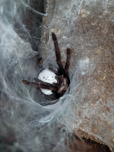 Pavoučí Tarantule Nebezpečné Zvíře — Stock fotografie