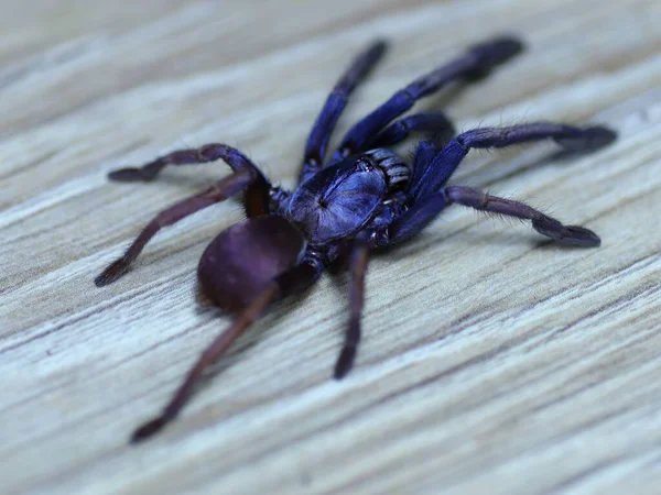 クモのタランチュラ危険な動物 — ストック写真