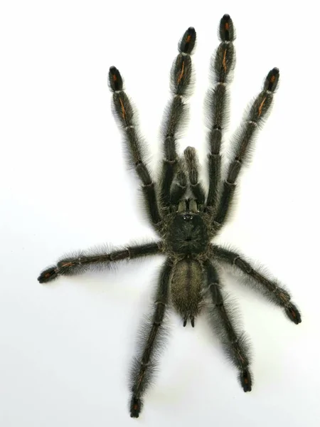 Pók Tarantula Veszélyes Állat — Stock Fotó