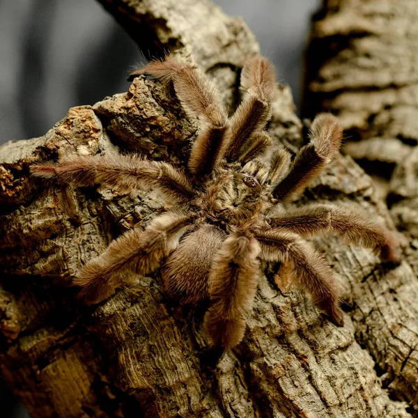 Spindeltarantel Farligt Djur — Stockfoto
