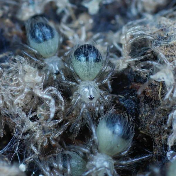 クモのタランチュラ危険な動物 — ストック写真