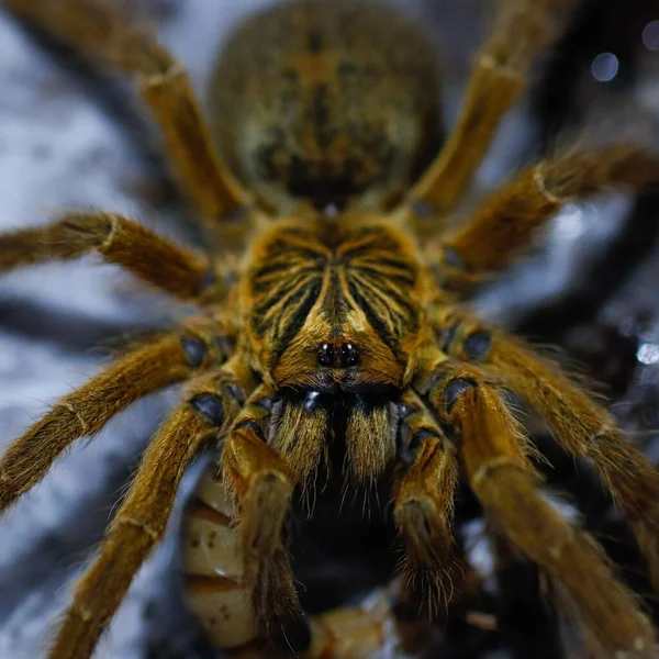 Păianjen Tarantula Animal Periculos — Fotografie, imagine de stoc