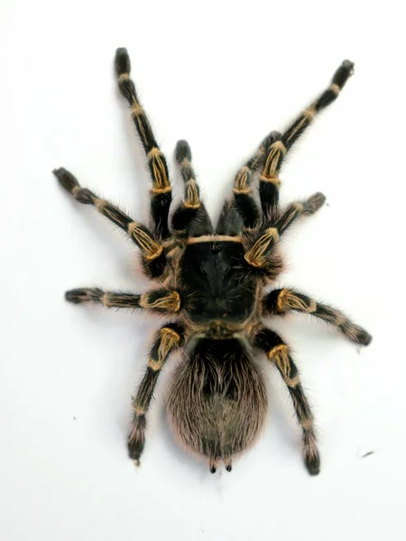 Păianjen Tarantula Animal Periculos — Fotografie, imagine de stoc