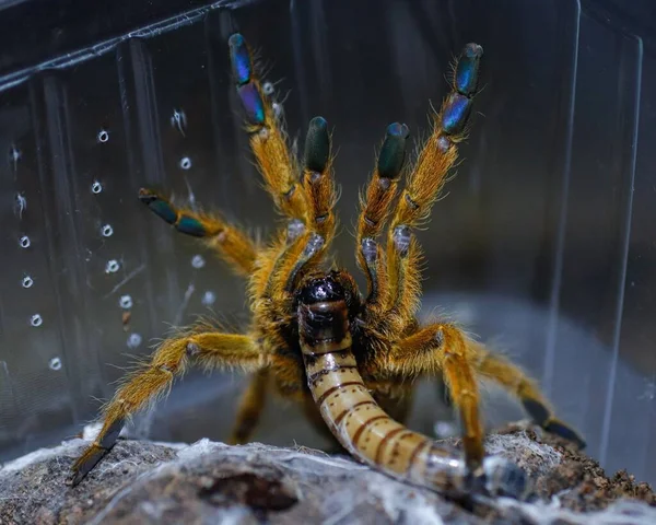 Pavoučí Tarantule Nebezpečné Zvíře — Stock fotografie