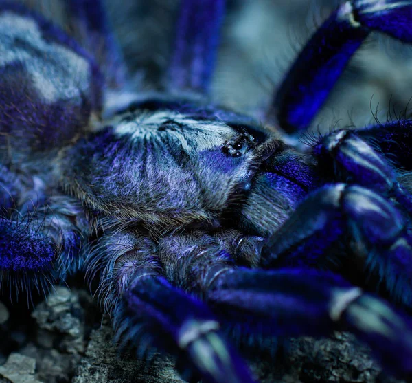 蜘蛛狼蛛危险动物 — 图库照片