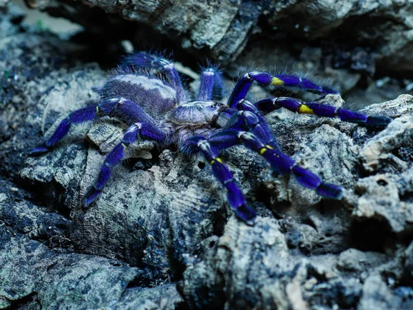 거미는 동물이다 — 스톡 사진