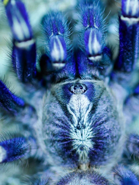 Spinnen Vogelspinne Gefährliches Tier — Stockfoto