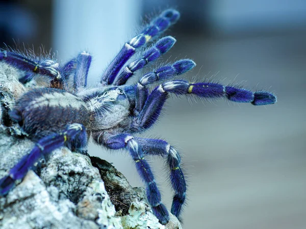 Spindeltarantel Farligt Djur — Stockfoto