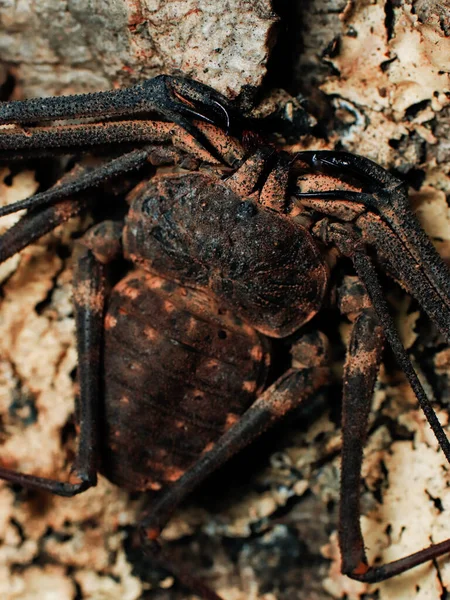 Έντομο Bug Arachnid Στη Φύση Επικίνδυνο — Φωτογραφία Αρχείου