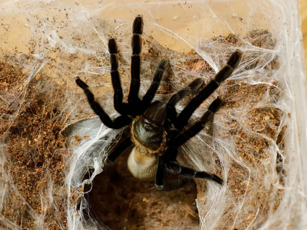 Araña Tarántula Animal Peligroso —  Fotos de Stock