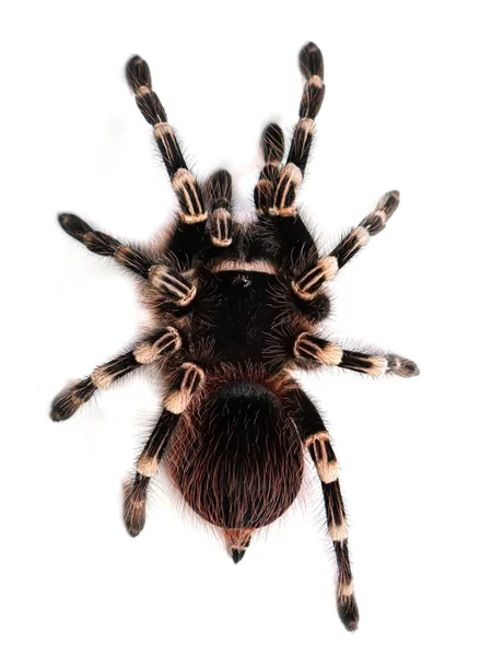Örümcek Tarantula Tehlikeli Bir Hayvan — Stok fotoğraf