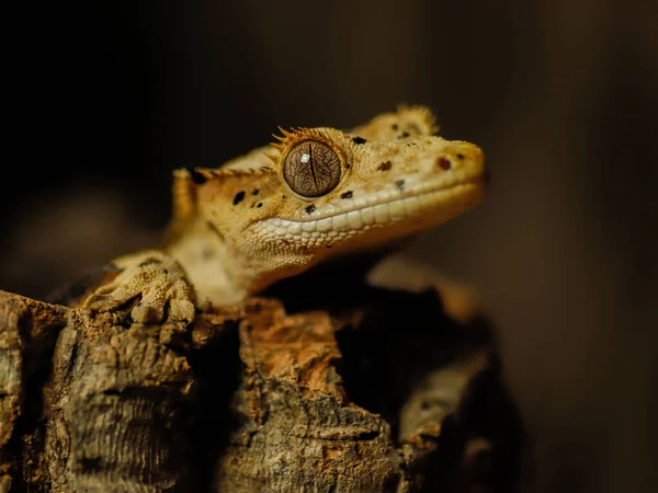 Lagarto Geco Naturaleza Reptil — Foto de Stock