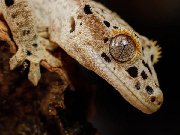 Gecko Jaszczurka Przyrodzie Gad — Zdjęcie stockowe
