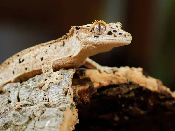 Gecko Ödla Naturen Reptil — Stockfoto