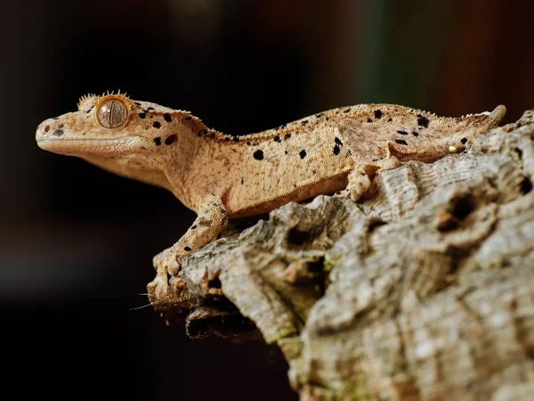 自然の爬虫類におけるヤモリのトカゲ — ストック写真
