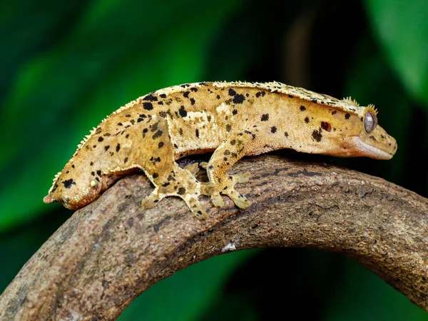 Gecko Jaszczurka Przyrodzie Gad — Zdjęcie stockowe