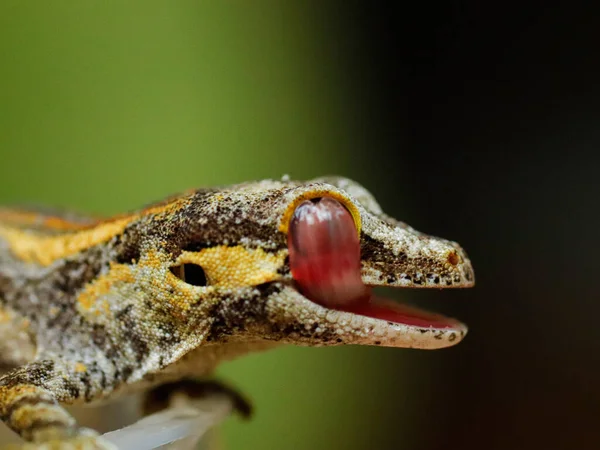 Lagarto Geco Naturaleza Reptil — Foto de Stock