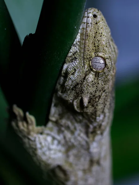 Lagarto Gecko Natureza Réptil — Fotografia de Stock