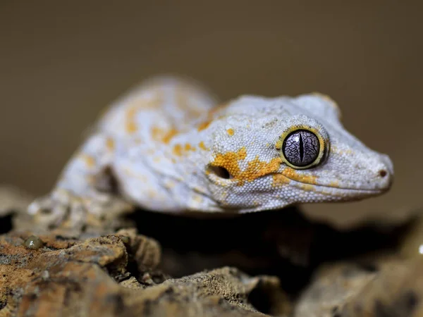 Gecko Lizard Nature Reptile — Stock Photo, Image