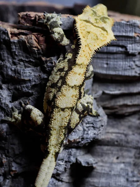 自然の爬虫類におけるヤモリのトカゲ — ストック写真