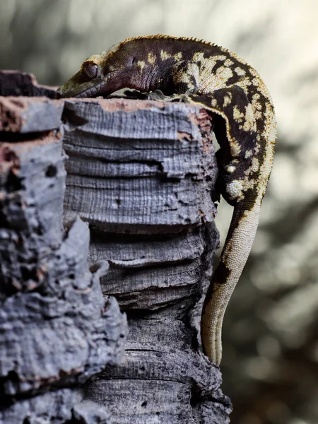 Lagarto Gecko Natureza Réptil — Fotografia de Stock