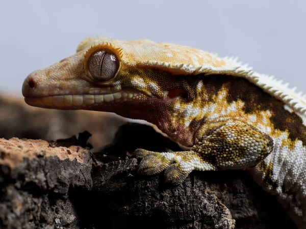 Gecko Echse Der Natur Reptil — Stockfoto