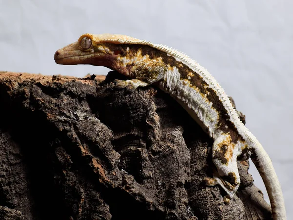 Gecko Ödla Naturen Reptil — Stockfoto