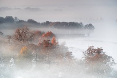 Gliwice, Polonya 'da sisli bir kış sabahı. Sisin içindeki ağaçlar.