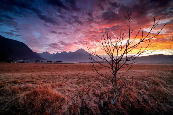 Amazing sunrise in Belluno, Italy. Near Dolomiti Unesco. Sunrise with a view of the Italian peaks. Tree in the foreground.