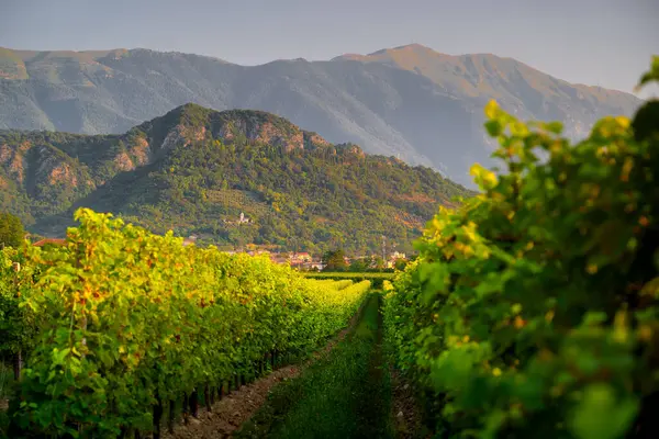 stock image Conegliano Valdobbiadene hills in summer. Conegliano, Veneto region, province of Treviso. Prosecco Trail, view of vineyards and mountains.