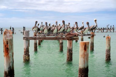 Pelikanlar Venezuela 'daki cennet adasında dinleniyorlar..