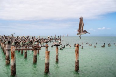 A flock of Caribbean birds. A pelican preparing to fly. Caribbean birds. Wild animals in their natural habitat. clipart