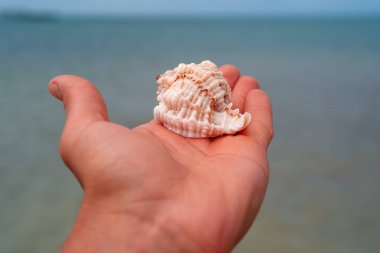 Single beautiful shell in hand, Caribbean Sea in background. Treasures of the Caribbean. clipart