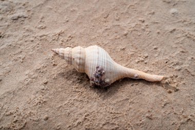 Kumsalda deniz kabuğu. Karayip Denizi ve onun hazineleri. 