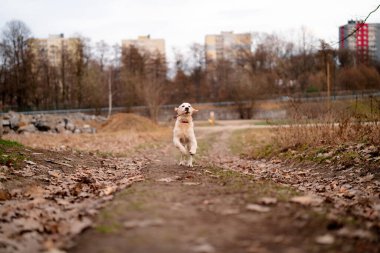 Dışarıda koşuşturan genç bir golden retriever. Köpekle sonbahar yürüyüşü..