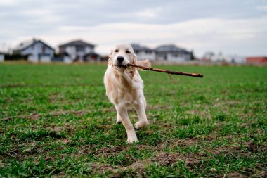 Tarlada elinde sopayla koşan bir köpek. Golden Retriever.
