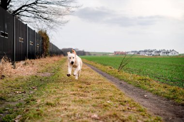 Hızlı safkan Golden Retriever. Yavru köpek dışarıda..