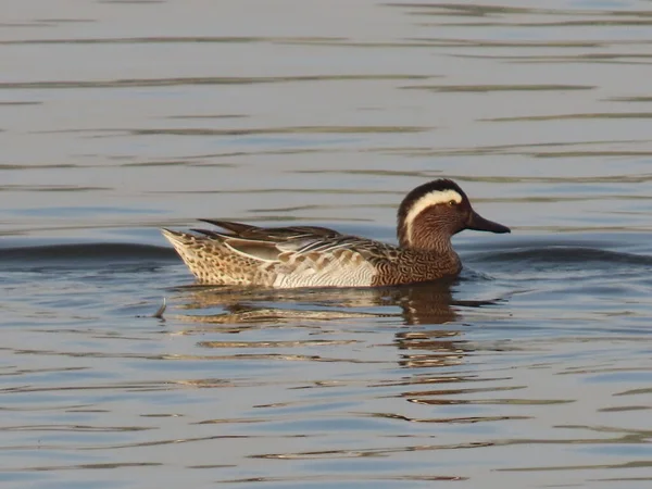 Norther Pintail Duck Swimming Lalpari Lake Rajkot Gujarat India 2023 — Stok fotoğraf