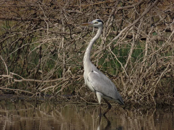 Jamnagar Gujarat Inde Février 2023 Héron Gris Oiseau Dans Lac — Photo