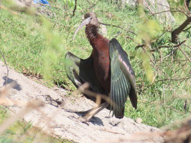 Rajkot, Gujarat, Hindistan. Mart-04-2023.Parlak Ibis çalılıkların yakınındaki açık bir alanda güneşleniyor..